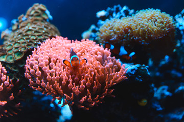Obraz premium Underwater picture of Clownfish, Nemo fish in Anemone