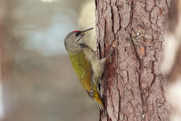 The grey-headed woodpecker (Picus canus)