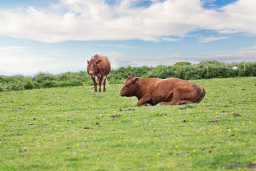 Perfect farm cows on a green meadow