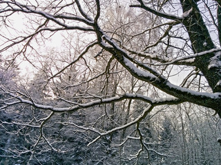 snow caps on branches