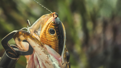On hook. The pike is caught on the wobblers.