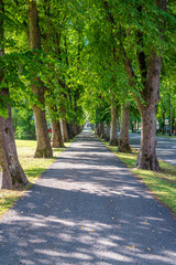 beautiful summer alley in park with old trees