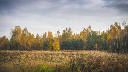 Autumnal bush near the forest.