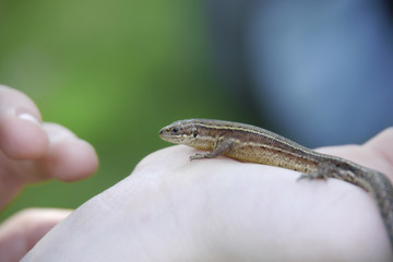 Eidechse auf Handfläche, Reptilien, Echse, lizard, Reptile