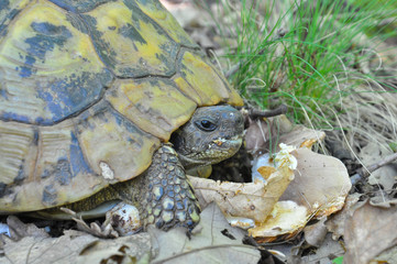 Turtle eating mushroom. European tortoise in the forest eating mushroom
