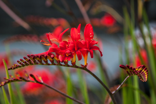 Crocosmia Lucifer