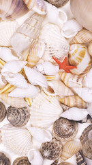 The texture of shells and starfish.