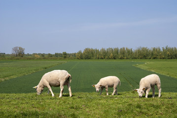 Grazing sheep on a dike