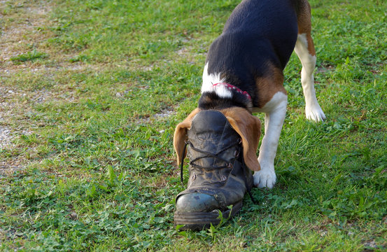 Dog Beagle And Shoe