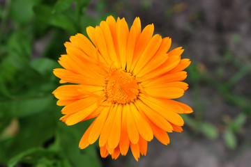 Single marigold flower closeup  on green background. You can use as the background