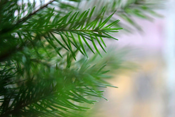Fototapeta na wymiar Evergreen tree branches closeup.Christmas tree frame