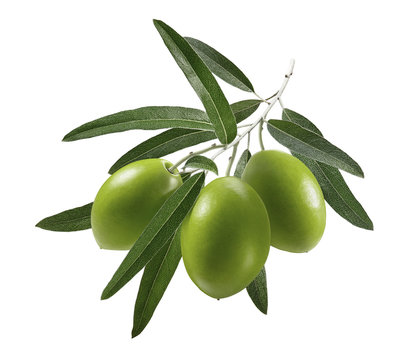 3 green olives branch isolated on white background