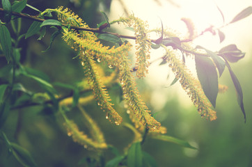 Blooming willow tree close up.Salix alba. © valeriy boyarskiy