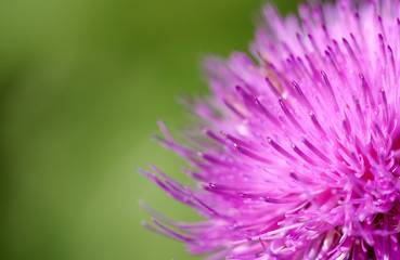 Blossomed thistle to pink