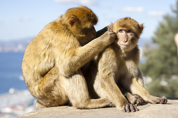 Naklejka premium Macaque Monkeys at the Rock of Gibraltar