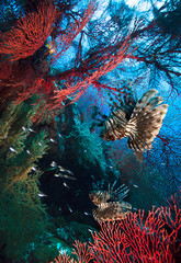 Fototapeta na wymiar Lion fishes hunting among coral reefs.