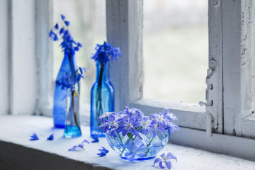 blue spring flowers on windowsill