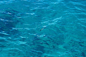 The background surface of sea water is blue with waves and floating fish in a soft focus.