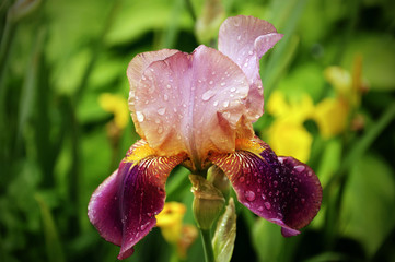 Iris in the garden 