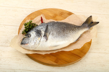 raw dorada fish