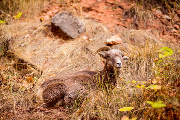 Wild mountain goats in a canyon