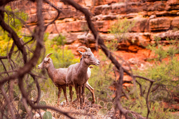 Wild mountain goats in a canyon