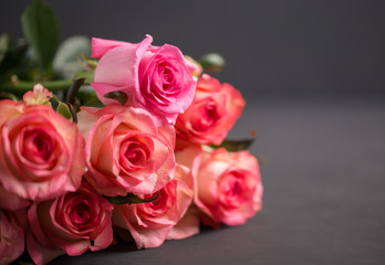 Roses close up. Beautiful roses on dark background