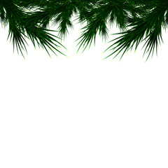 branches of a Christmas tree on a white background