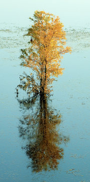 Cypris tree in the Henderson Swamp, LA
