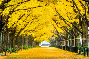 Row of yellow ginkgo tree in autumn. Autumn park in Tokyo, Japan.