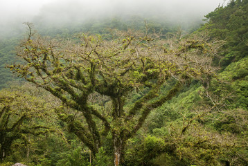 Obraz na płótnie Canvas Tree and fog in Costa Rico
