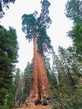 General Grant Tree