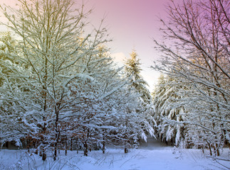 Winter Trees with snow .Christmas background.