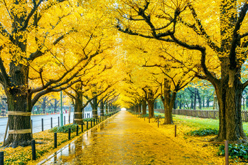 Row of yellow ginkgo tree in autumn. Autumn park in Tokyo, Japan.