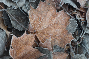 fall leaves with hoarfrost