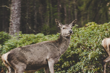 Curious deer