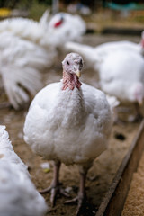 Breeding turkeys on a farm.