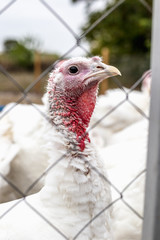 Turkeys from behind a metal fence on the farm