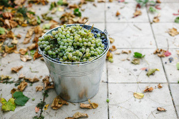 Metal bucket with freshly picked grapes.