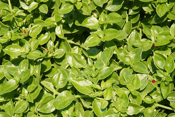 Natural green leaves texture and background.