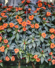 100 porcientos naturaleza 