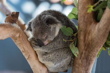 schlafender Koala im Baum