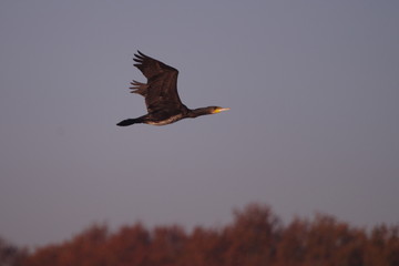 Grand cormoran en vol