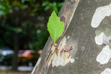 Young green leaf grew on the trunk of the plane tree