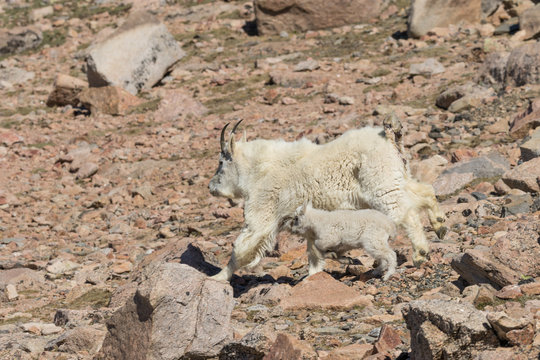 Mountain Goat Nanny and kid