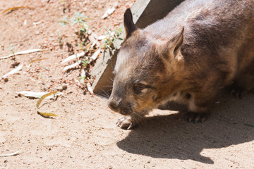 Wombat beim Spaziergang in der australischen Sonne