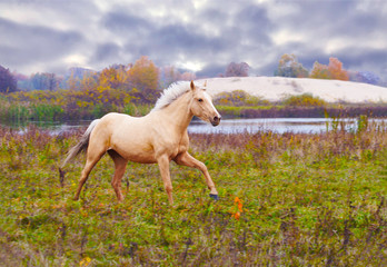 Obraz na płótnie Canvas yellow horse gallops in autumn