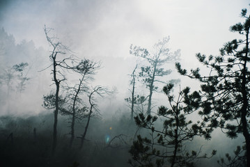 Heavy fog in swamp