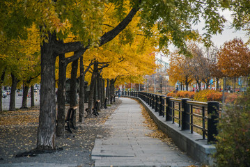Autumn in Montreal, Canada