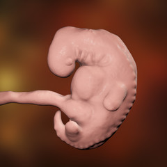 Fototapeta na wymiar Four week embryo, late part of the fourth week on pregnancy, scientifically precise 3D illustration